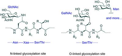 Protein Glycoengineering: An Approach for Improving Protein Properties